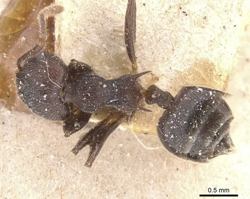 Crematogaster modiglianii specimen CASENT0912787 image casent0912787_1