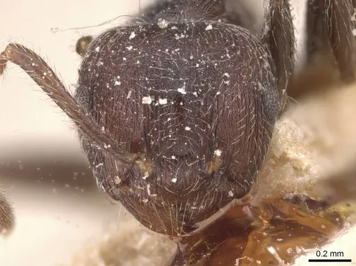 Crematogaster modiglianii specimen CASENT0912787 image casent0912787_2