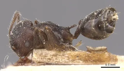 Crematogaster modiglianii specimen CASENT0912787 image casent0912787_3
