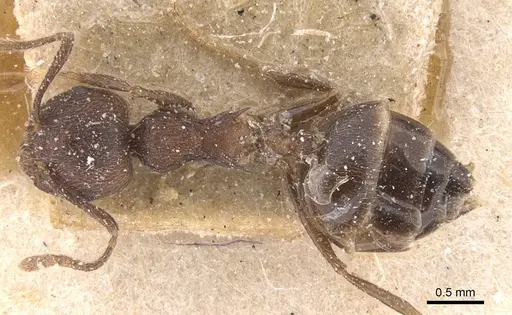 Crematogaster modiglianii specimen CASENT0912788 image casent0912788_1