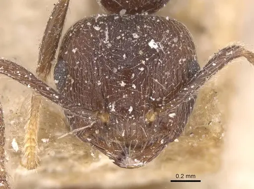 Crematogaster modiglianii specimen CASENT0912788 image casent0912788_2