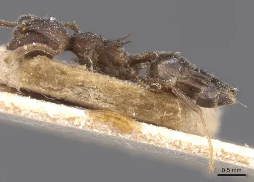 Crematogaster modiglianii specimen CASENT0912788 image casent0912788_3