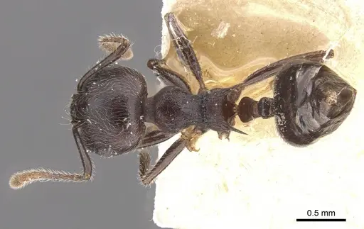 Crematogaster modiglianii specimen CASENT0912789 image casent0912789_1