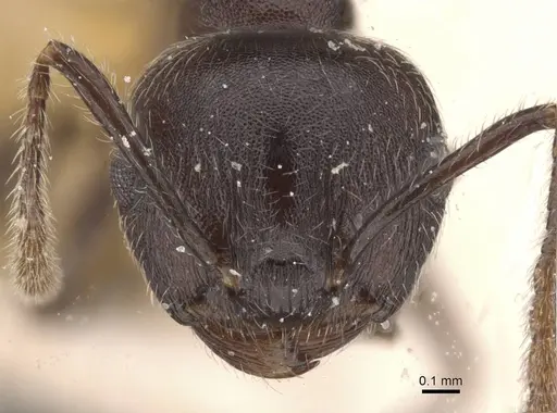 Crematogaster modiglianii specimen CASENT0912789 image casent0912789_2