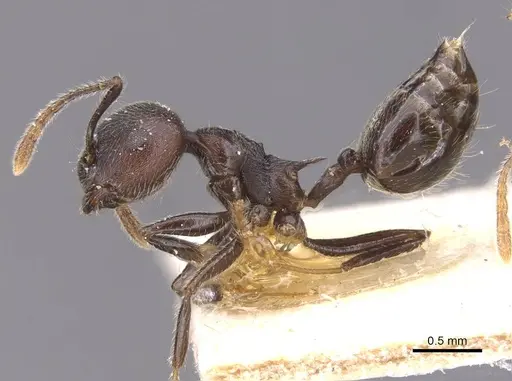 Crematogaster modiglianii specimen CASENT0912789 image casent0912789_3