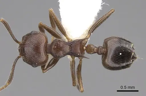 Crematogaster modiglianii specimen CASENT0922671 image casent0922671_1