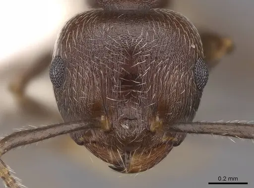 Crematogaster modiglianii specimen CASENT0922671 image casent0922671_2