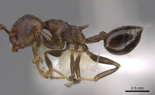 Crematogaster modiglianii specimen CASENT0922671 image casent0922671_3