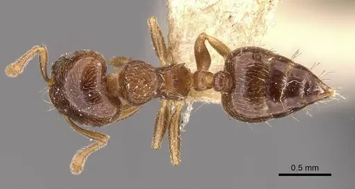 Crematogaster moelleri specimen CASENT0908399 image casent0908399_1