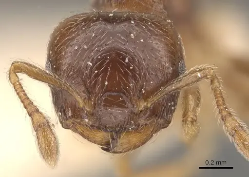 Crematogaster moelleri specimen CASENT0908399 image casent0908399_2