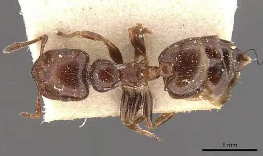 Crematogaster moelleri specimen CASENT0908400 image casent0908400_1