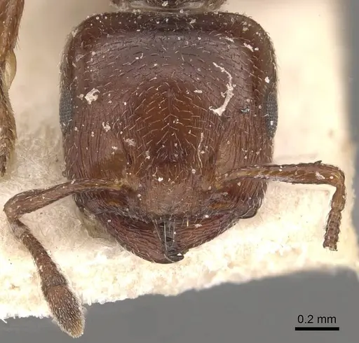 Crematogaster moelleri specimen CASENT0908400 image casent0908400_2