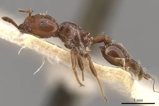 Crematogaster moelleri specimen CASENT0908400 image casent0908400_3