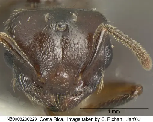 Crematogaster moelleri specimen INB0003200229 image inb0003200229_1
