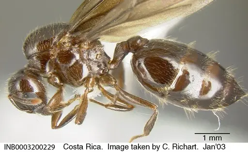 Crematogaster moelleri specimen INB0003200229 image inb0003200229_2