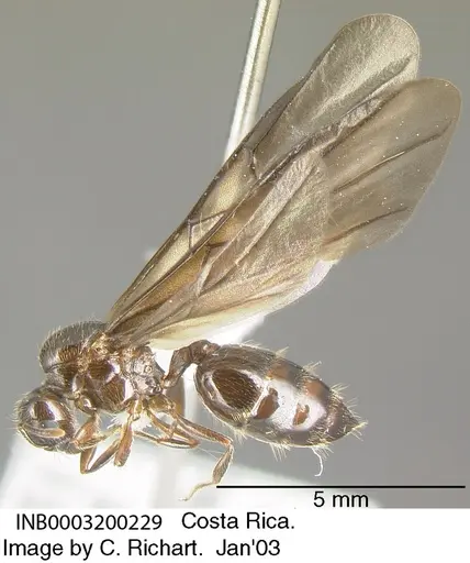 Crematogaster moelleri specimen INB0003200229 image inb0003200229_3
