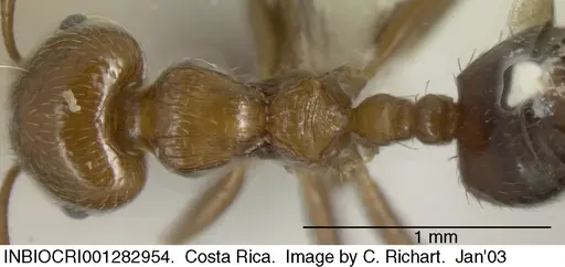 Crematogaster moelleri specimen INBIOCRI001282954 image inbiocri001282954_1