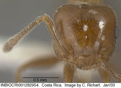 Crematogaster moelleri specimen INBIOCRI001282954 image inbiocri001282954_2