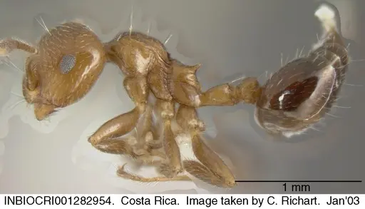 Crematogaster moelleri specimen INBIOCRI001282954 image inbiocri001282954_3