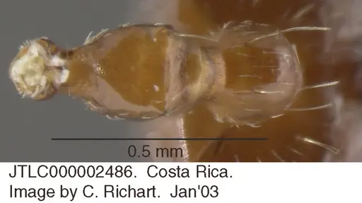 Crematogaster moelleri specimen JTLC000002486 image jtlc000002486_1