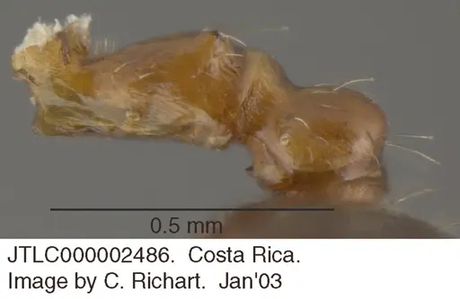 Crematogaster moelleri specimen JTLC000002486 image jtlc000002486_2