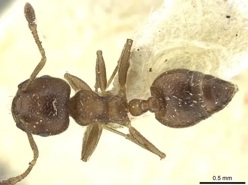 Crematogaster montana specimen CASENT0912757 image casent0912757_1