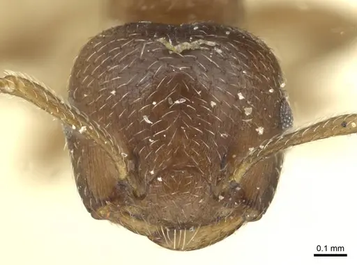 Crematogaster montana specimen CASENT0912757 image casent0912757_2