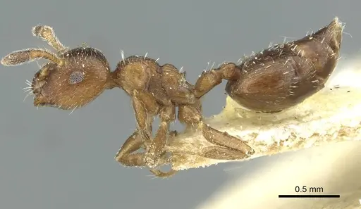 Crematogaster montana specimen CASENT0912757 image casent0912757_3
