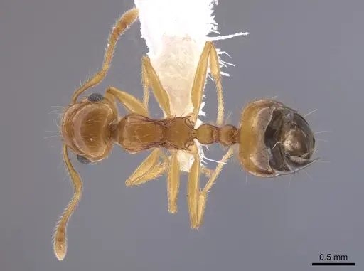 Crematogaster monteverdensis specimen CASENT0647000 image casent0647000_1