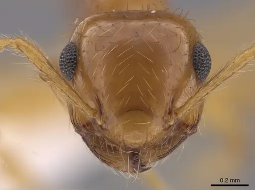 Crematogaster monteverdensis specimen CASENT0647000 image casent0647000_2