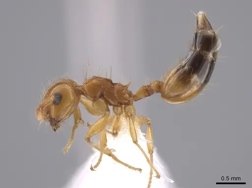 Crematogaster monteverdensis specimen CASENT0647000 image casent0647000_3