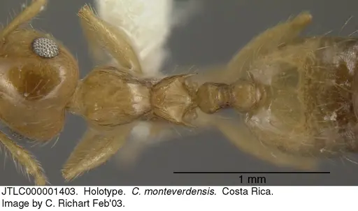 Crematogaster monteverdensis specimen JTLC000001403 image jtlc000001403_1