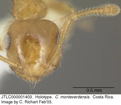 Crematogaster monteverdensis specimen JTLC000001403 image jtlc000001403_2