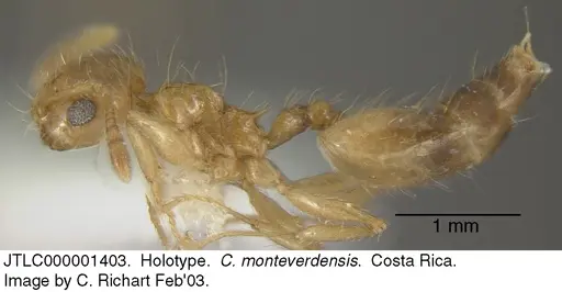 Crematogaster monteverdensis specimen JTLC000001403 image jtlc000001403_3