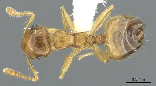 Crematogaster monteverdensis specimen JTLC000001405 image jtlc000001405_1