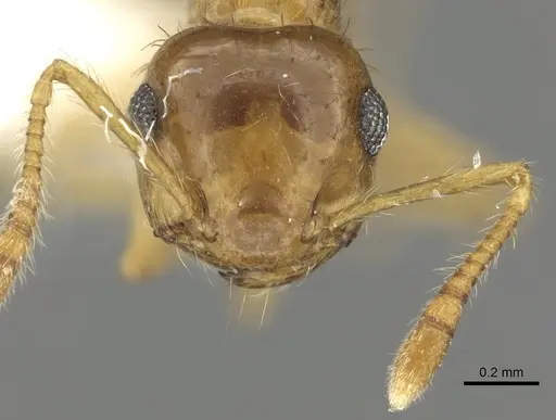 Crematogaster monteverdensis specimen JTLC000001405 image jtlc000001405_2