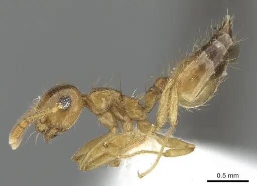 Crematogaster monteverdensis specimen JTLC000001405 image jtlc000001405_3
