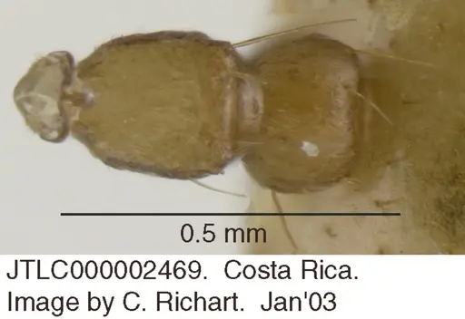 Crematogaster monteverdensis specimen JTLC000002469 image jtlc000002469_1
