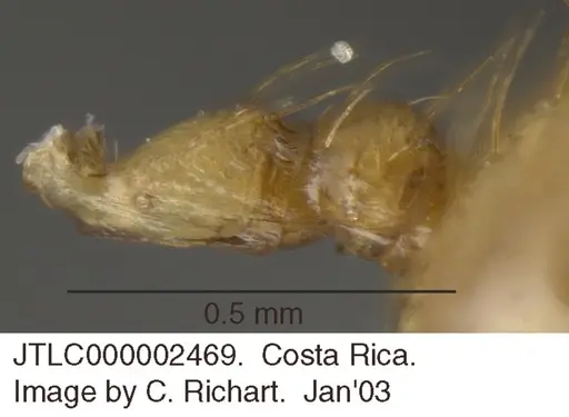 Crematogaster monteverdensis specimen JTLC000002469 image jtlc000002469_2