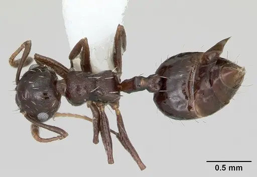 Crematogaster montezumia specimen CASENT0173939 image casent0173939_1