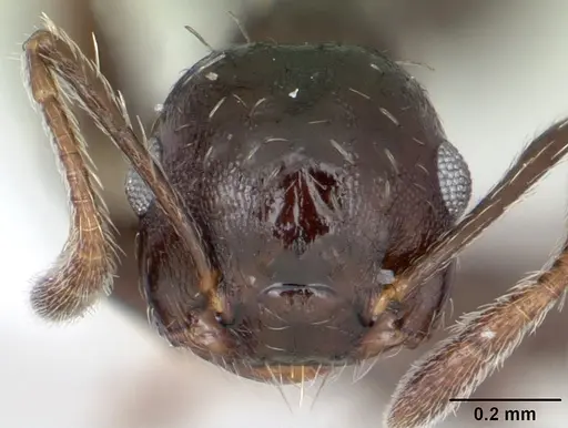 Crematogaster montezumia specimen CASENT0173939 image casent0173939_2