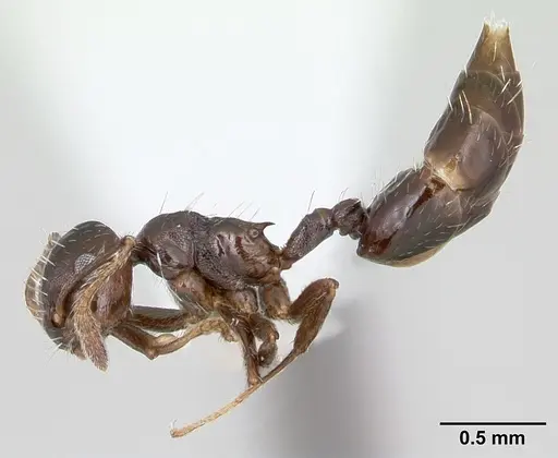 Crematogaster montezumia specimen CASENT0173939 image casent0173939_3