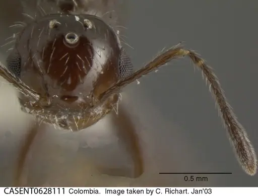 Crematogaster montezumia specimen CASENT0628111 image casent0628111_1