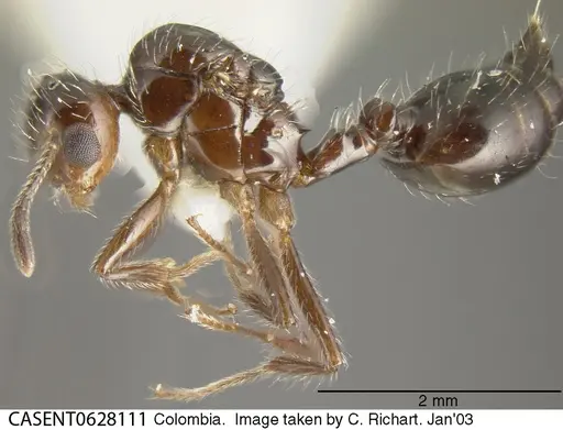 Crematogaster montezumia specimen CASENT0628111 image casent0628111_2