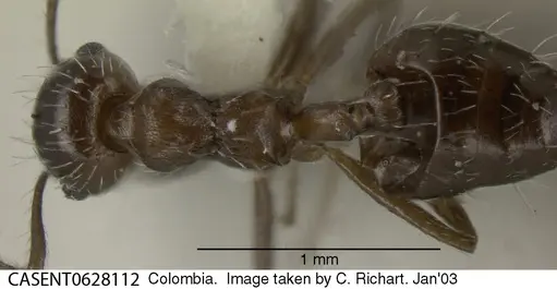 Crematogaster montezumia specimen CASENT0628112 image casent0628112_1