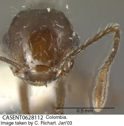 Crematogaster montezumia specimen CASENT0628112 image casent0628112_2