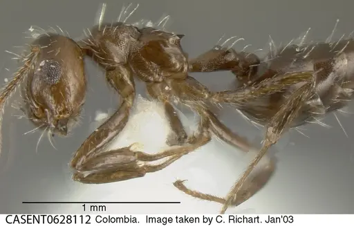 Crematogaster montezumia specimen CASENT0628112 image casent0628112_3