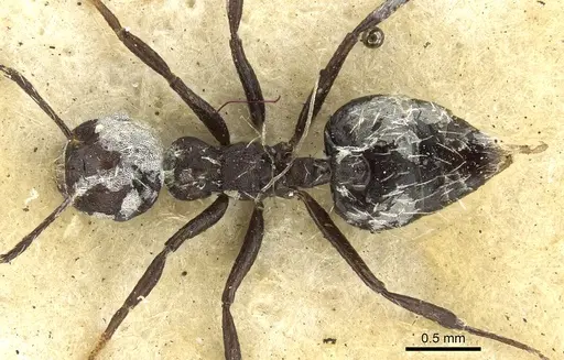 Crematogaster montezumia specimen CASENT0902150 image casent0902150_1