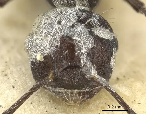 Crematogaster montezumia specimen CASENT0902150 image casent0902150_2