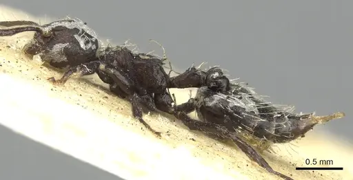 Crematogaster montezumia specimen CASENT0902150 image casent0902150_3